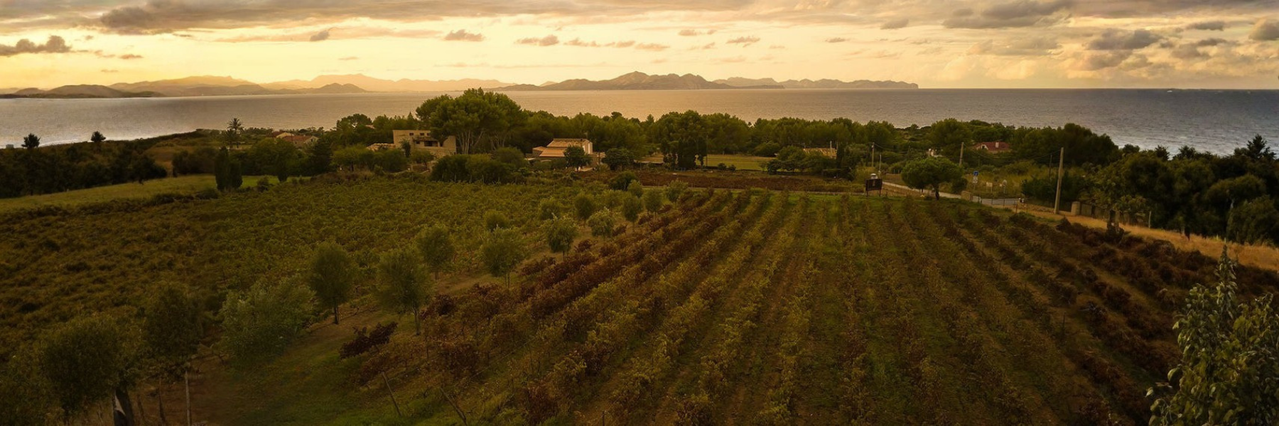 Conde-de-Suyrot Amfora