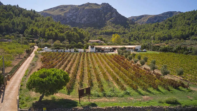 Conde-de-Suyrot Amfora