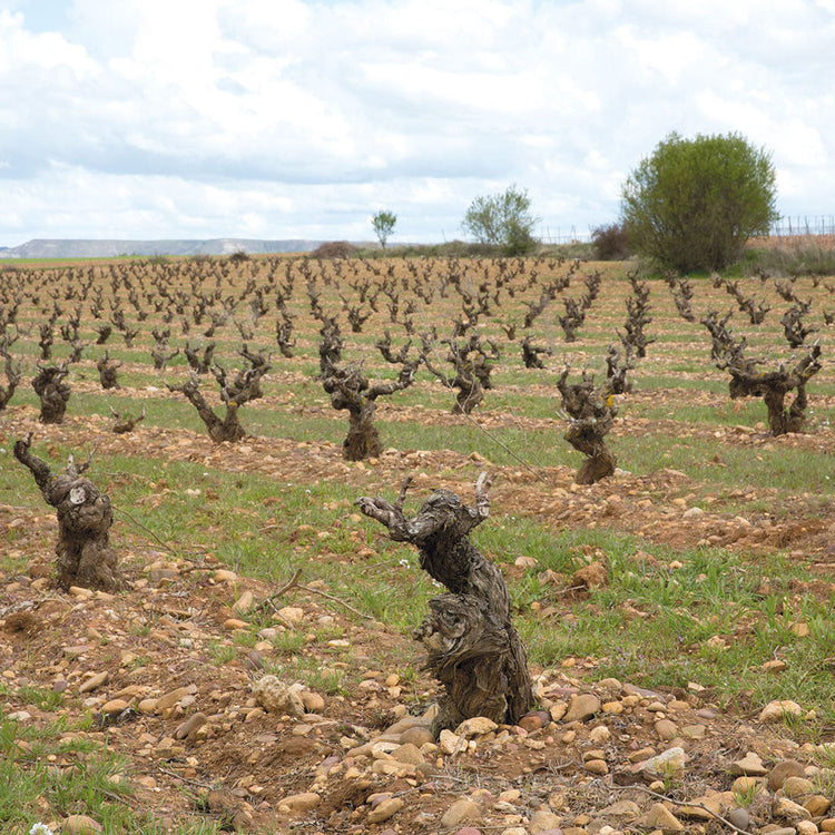 Bodegas-Peñafiel Amfora
