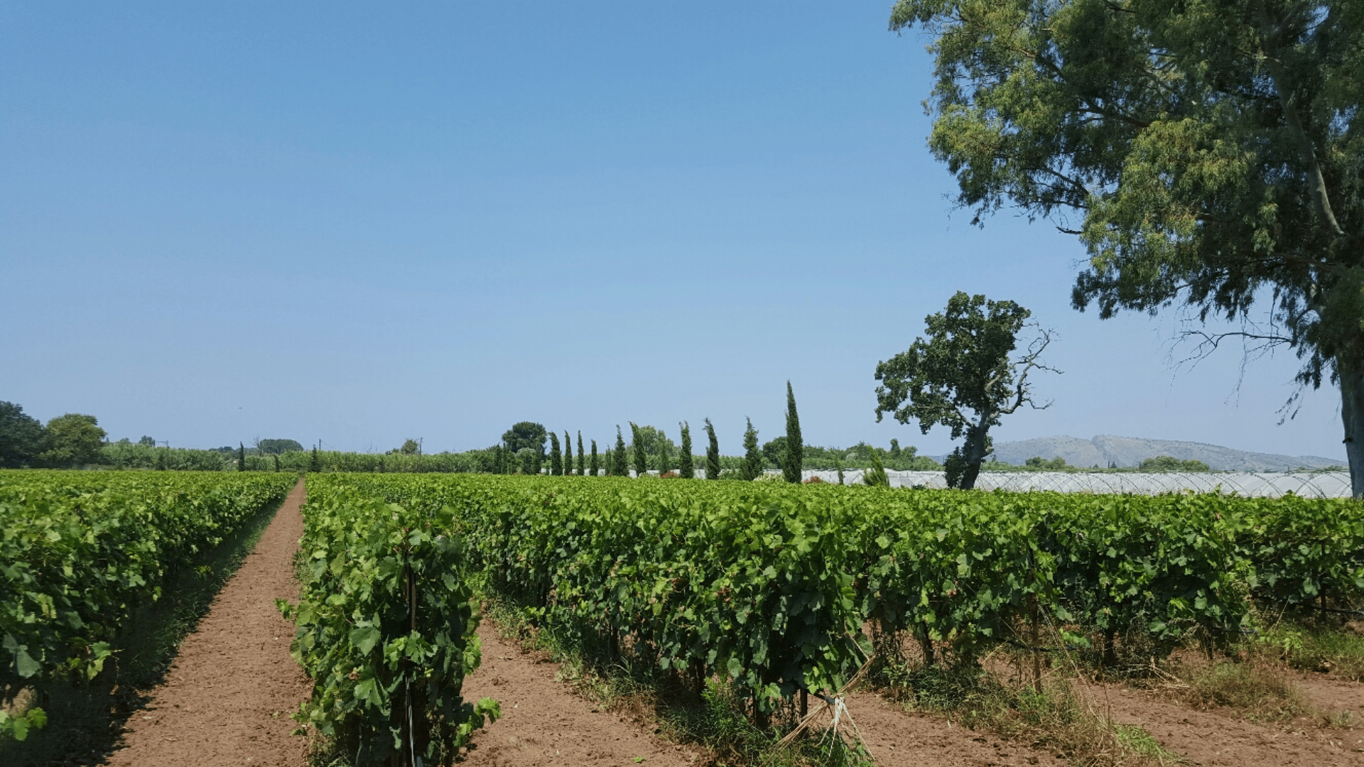 Kampanj-Vita-viner Amfora