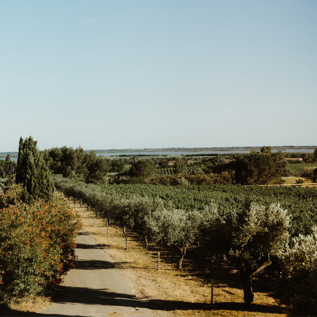 Cromas Chardonnay Gran Reserva 2022 Vina los Vascos