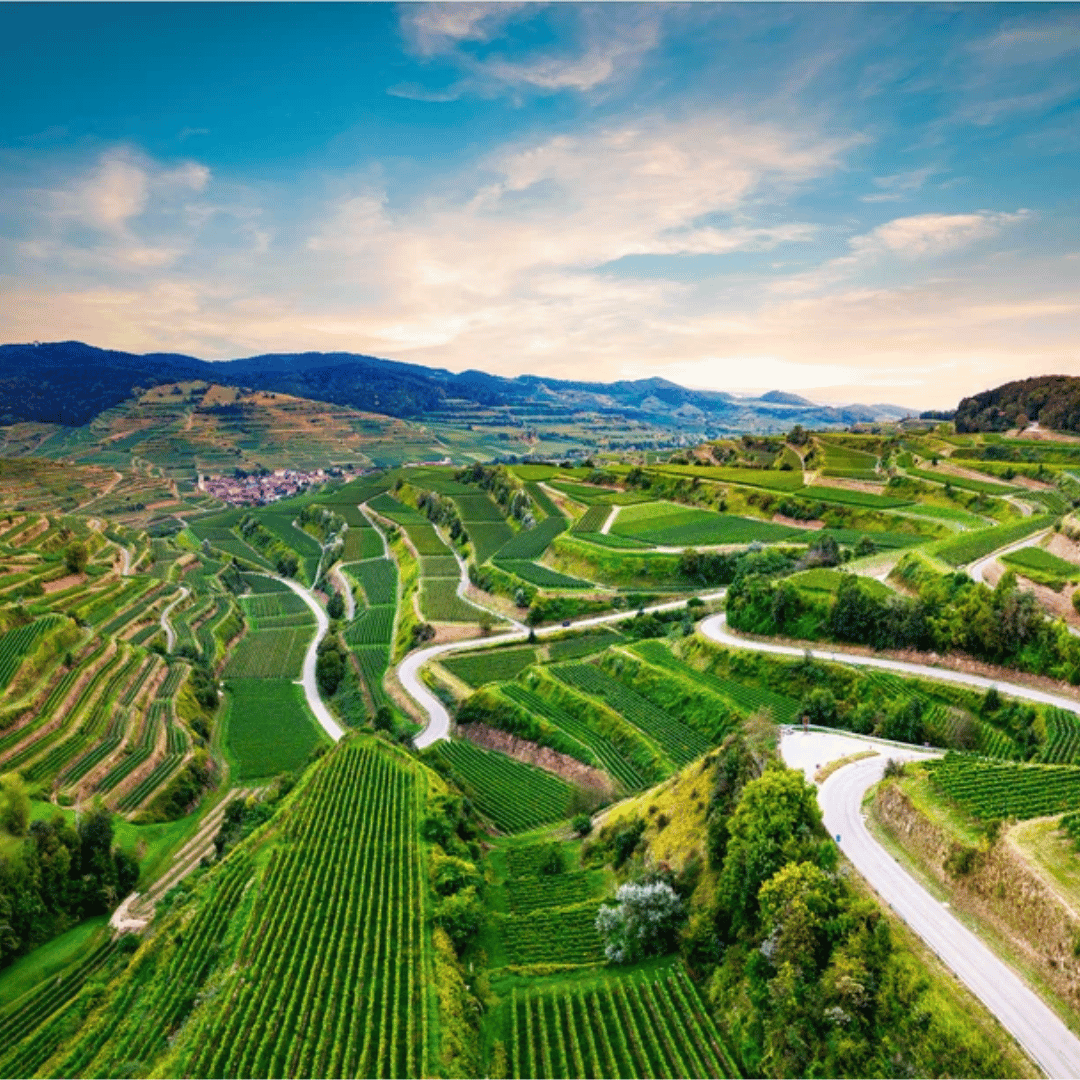 2022 Ihringer Winklerberg Spätburgunder, Ihringer Winzergenossenschaft Ihringer